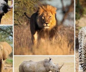 Big Five in Kenya