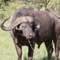 Buffalo