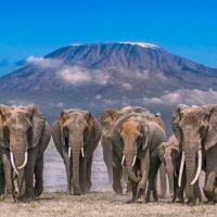 Elephant1
