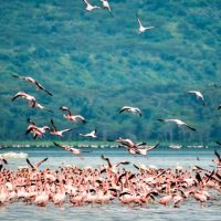 Flamingo