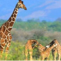 Girraffe 1