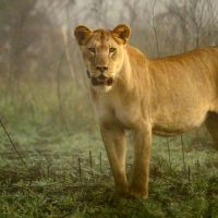 Lion5